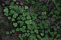 Suomi: apiloita (trifolium) Espoossa.