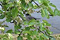 Male blackcap