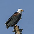 8 African fish eagle (Haliaeetus vocifer) Ethiopia uploaded by Charlesjsharp, nominated by Charlesjsharp,  17,  0,  0