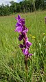 Anacamptis palustris Germany - Geinsheim (Neustadt an der Weinstraße)