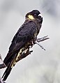 Calyptorhynchus funereus (cat.)