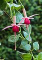 Fuchsia 'Popsie Girl'.