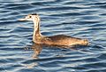 Juvenile; Lake Monger, Perth, Western Australia