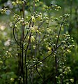 Thalictrum minus