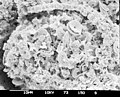 Sediment sample with microfossils