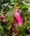 Fuchsia 'Jorge'.