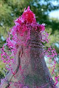 Mourning of Muharram In Iran-Qom city-2010-Mustafa Meraji 19.jpg