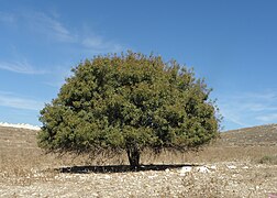 Pistacia palaestina.JPG