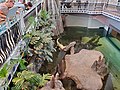 Claude, the albino alligator at the California Academy of Sciences in San Francisco, CA