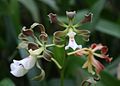 Encyclia cordigera flower