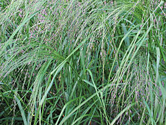 Eragrostis tef (Teff)1.jpg