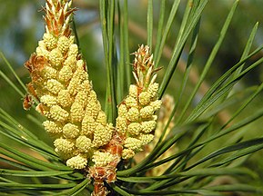 Pollen cones with pollen, Bialowieza, Poland