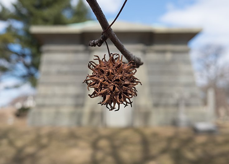 Sweet gum seed pod