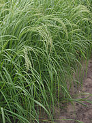 Teff (Eragrostis tef).jpg