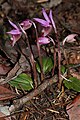 Calypso bulbosa