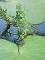 Myriophyllum indicum, India