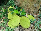 (Artocarpus heterophyllus) Jack fruits on Simhachalam Hills