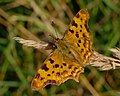 C-Falter - Nymphalis c-album oder Polygonia c-album, am Bruchgraben in den Kirschgartshäuser Schlägen