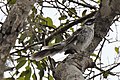 Mockingbird on Isla de la Plata