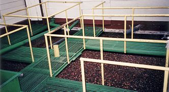 Coffee sorting in water