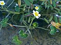 Ranunculus peltatus, Malta