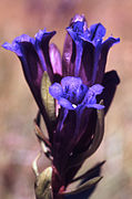 Gentiana affinis