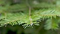 Foliage, close-up