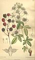 Rubus canadensis