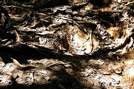 Taman Negara, Malaysia, Dry soil.jpg