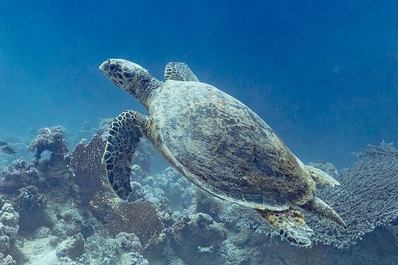 Hawksbill sea turtle (Eretmochelys imbricata), Ras Muhammad National Park, Egypt.