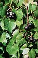 Vitis rotundifolia Michx.