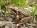   Common frog in Norway