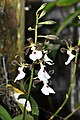 Encyclia cordigera