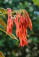 Fuchsia 'Coralle'.