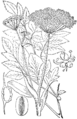 Angelica sylvestris Gozdni koren plate 353 in: Martin Cilenšek: Naše škodljive rastline Celovec (1892)