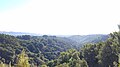 View of the tree tops in Roberts Regional Recreation Area from Skyline Boulevard in Oakland, California