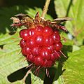 Rubus vernus