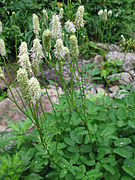 Sanguisorba albiflora