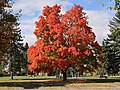 Tree Sugar maple (Acer saccharum)