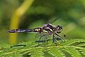 79 Black darter (Sympetrum danae) male uploaded by Charlesjsharp, nominated by Charlesjsharp