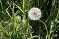 Dandelion parachute ball