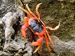 Gecarcinus lateralis (Blackback land crab)