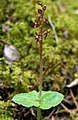 Neottia cordata