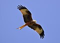 Red Kite