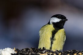 Great tit