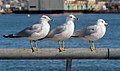 Image 66Three ring-billed gulls in Red Hook