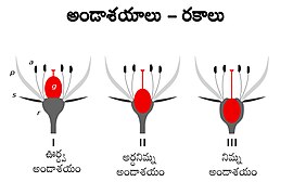 Types of Ovaries.jpg