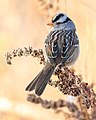 72 White-crowned sparrow perched at Llano Seco uploaded by Frank Schulenburg, nominated by Frank Schulenburg,  10,  3,  0