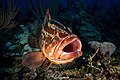 54 2017, cuba, jardines aggressor, los indios, nassau grouper maw (36883128693) uploaded by Christian Ferrer, nominated by Iifar,  11,  1,  0