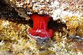 Actinia equina